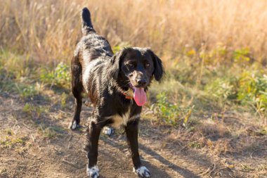 Alman avcılık bekçi köpeği drathaar, güzel köpek portre