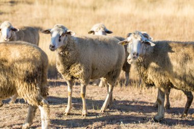 Koyunlar ve keçiler baharda yeşil çimlerde otlar.