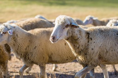 Koyunlar ve keçiler baharda yeşil çimlerde otlar.
