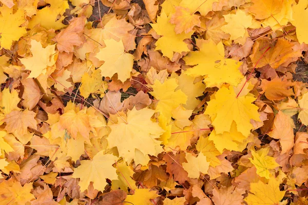 Red Orange Autumn Leaves Background Golden Autumn Warm Colors — Stock Photo, Image