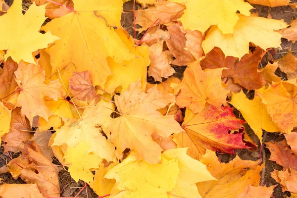 Rote Und Orangefarbene Herbstblätter Hintergrund Goldener Herbst Warmen Farben — Stockfoto