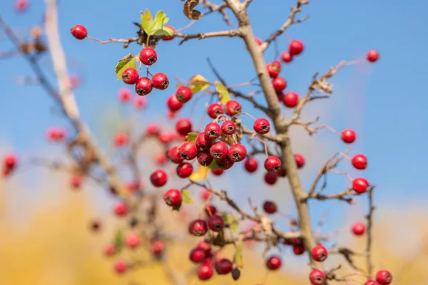 Bir Hawthorn Meyvesinin Dalına Yakın Çekim — Stok fotoğraf