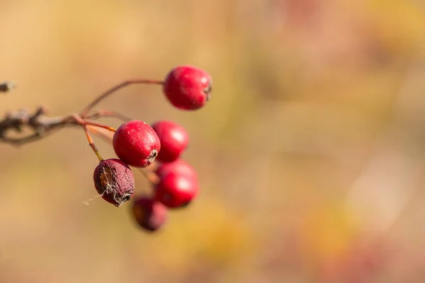 Baies Rouges Sur Une Branche Arbre Automne — Photo