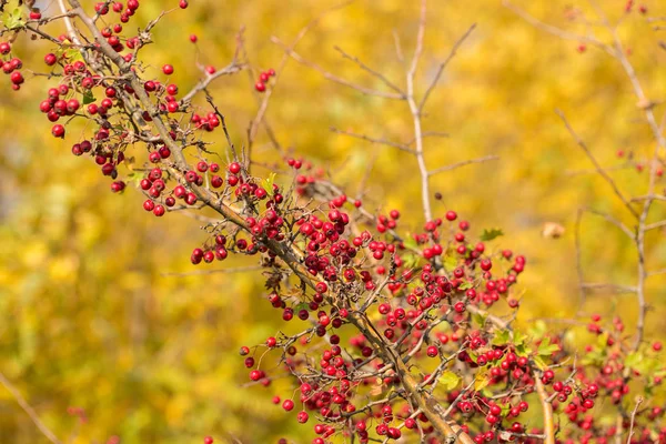 Belles Baies Rouges Sur Arbre Automne — Photo