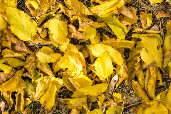 Red Orange Autumn Leaves Background Golden Autumn Warm Colors — Stock Photo, Image