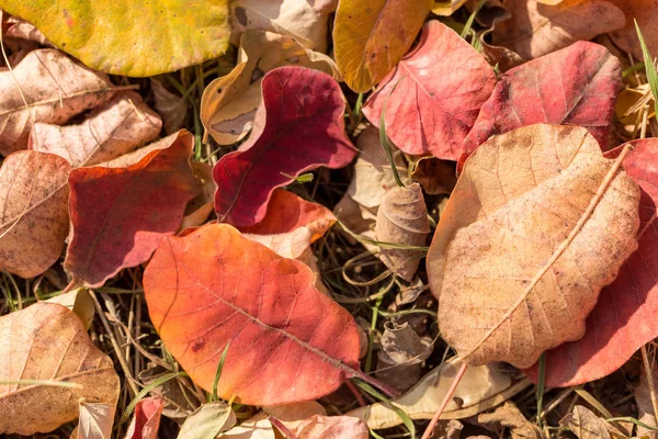 Red Orange Autumn Leaves Background Golden Autumn Warm Colors — Stock Photo, Image