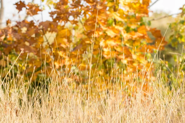 Rote Und Orangefarbene Herbstblätter Hintergrund Goldener Herbst Warmen Farben — Stockfoto