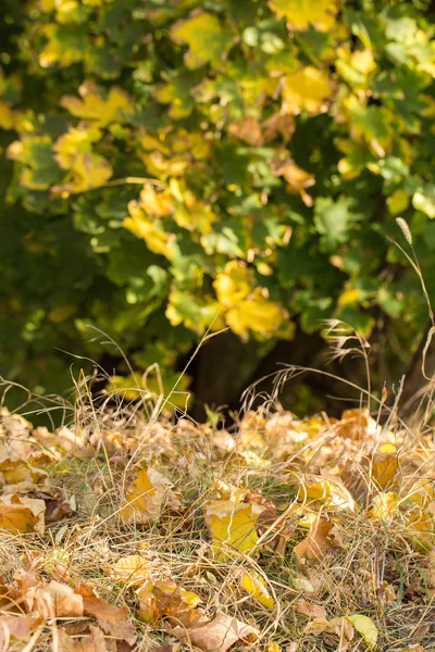 Rote Und Orangefarbene Herbstblätter Hintergrund Goldener Herbst Warmen Farben — Stockfoto