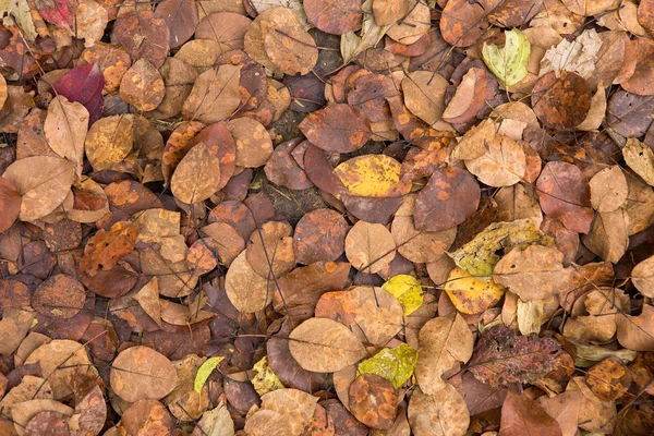 Outono Vermelho Laranja Deixa Fundo Outono Dourado Cores Quentes — Fotografia de Stock