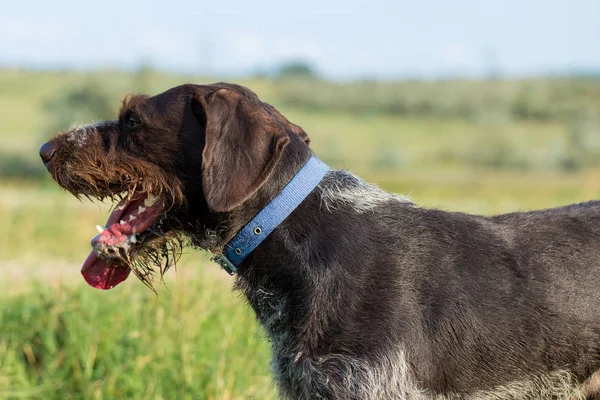Duitse Jacht Waakhond Drathaar Mooie Hond Portret — Stockfoto