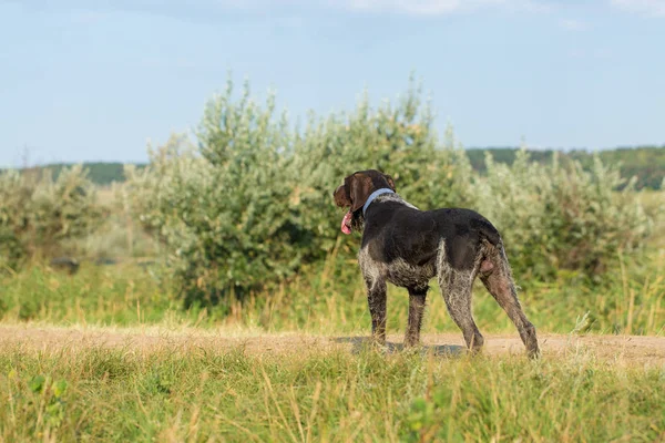 Perro Guardián Caza Alemán Drathaar Hermoso Retrato Perro — Foto de Stock