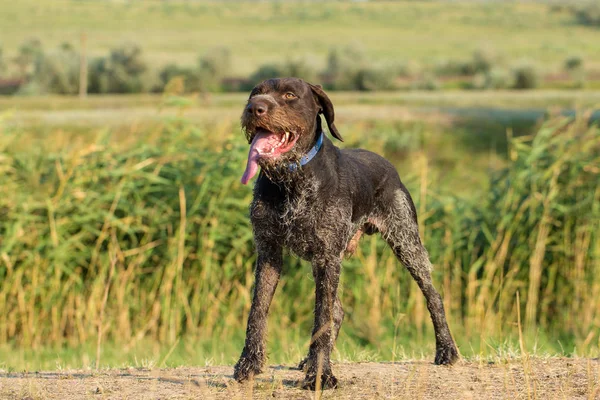 Alman Avcılık Bekçi Köpeği Drathaar Güzel Köpek Portre — Stok fotoğraf