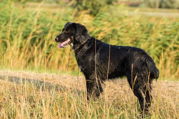 德国狩猎看门狗拖放 美丽的狗肖像 — 图库照片