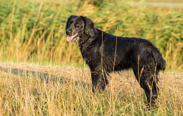 德国狩猎看门狗拖放 美丽的狗肖像 — 图库照片