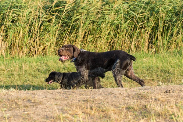 Caccia Tedesca Cane Drathaar Bel Ritratto Cane — Foto Stock