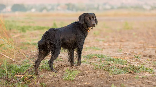 Alemão Caça Cão Guarda Drathaar Belo Retrato Cão — Fotografia de Stock