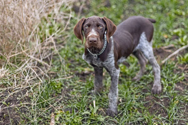 Perro Guardián Caza Alemán Drathaar Hermoso Retrato Perro —  Fotos de Stock