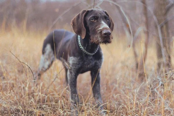Tysk Jakt Vakthund Drathaar Vacker Hund Porträtt — Stockfoto