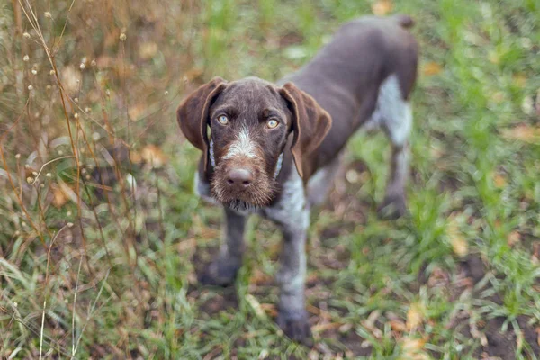 Tysk Jagt Vagthund Drathaar Smukke Hund Portræt - Stock-foto