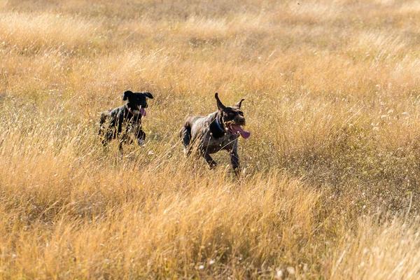 German Hunting Watchdog Drathaar Beautiful Dog Portrait — Stock Photo, Image
