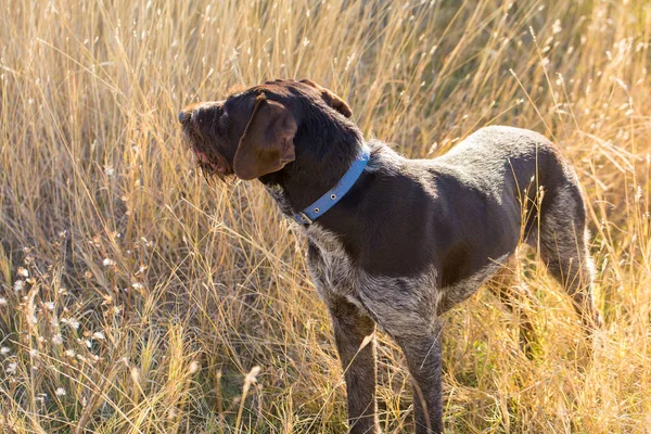 ドイツ狩猟監視 Drathaar 美しい犬の肖像画 — ストック写真
