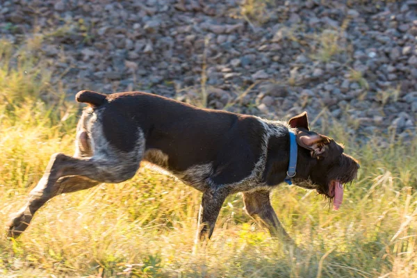 Perro Guardián Caza Alemán Drathaar Hermoso Retrato Perro —  Fotos de Stock