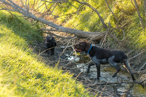 Perro Guardián Caza Alemán Drathaar Hermoso Retrato Perro —  Fotos de Stock