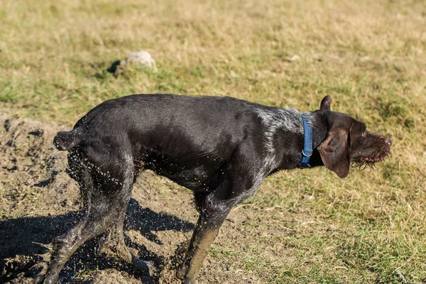 Deutscher Jagdaufseher Drathaar Schönes Hundeporträt — Stockfoto