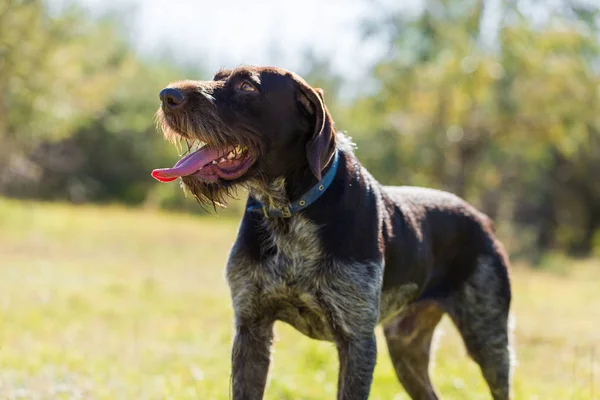 Niemiecki Polowania Watchdog Drathaar Piękny Pies Portret — Zdjęcie stockowe