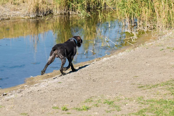 Caccia Tedesca Cane Drathaar Bel Ritratto Cane — Foto Stock