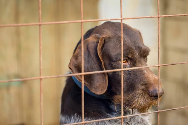 Sad Dog Bars Hunting Dog Sad Eyes Animal Abuse Concept — Stock Photo, Image