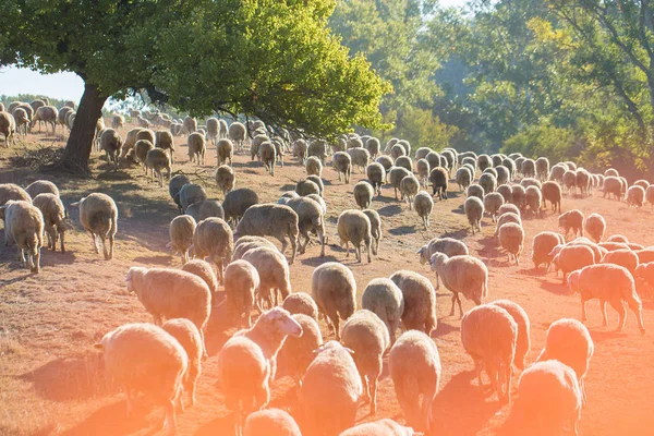 Ovejas Cabras Pastan Sobre Hierba Verde Primavera —  Fotos de Stock