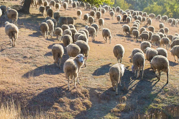 Wiosną Owce Kozy Pasą Się Zielonej Trawie — Zdjęcie stockowe