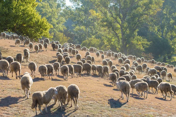 Ovejas Cabras Pastan Sobre Hierba Verde Primavera —  Fotos de Stock