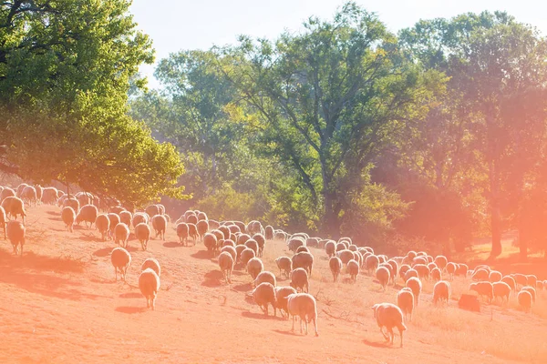 Schafe Und Ziegen Grasen Frühling Auf Grünem Gras — Stockfoto