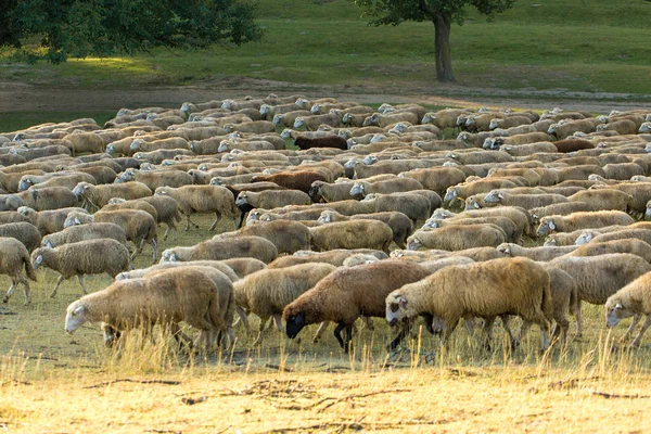 Les Moutons Les Chèvres Pâturent Sur Herbe Verte Printemps — Photo