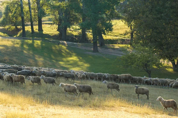 Вівці Кози Пасуться Зеленій Траві Навесні — стокове фото