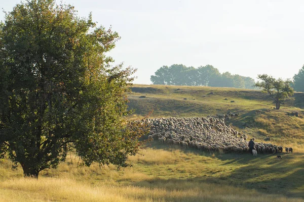 Schafe Und Ziegen Grasen Frühling Auf Grünem Gras — Stockfoto