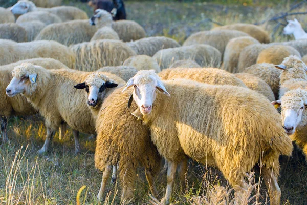 Ovce Kozy Jaře Pasou Zelené Trávě — Stock fotografie