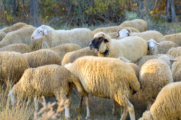 Ovejas Cabras Pastan Sobre Hierba Verde Primavera — Foto de Stock