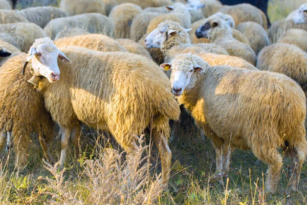 Sheep Goats Graze Green Grass Spring — Stock Photo, Image