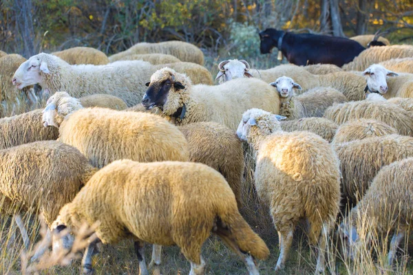 Les Moutons Les Chèvres Pâturent Sur Herbe Verte Printemps — Photo