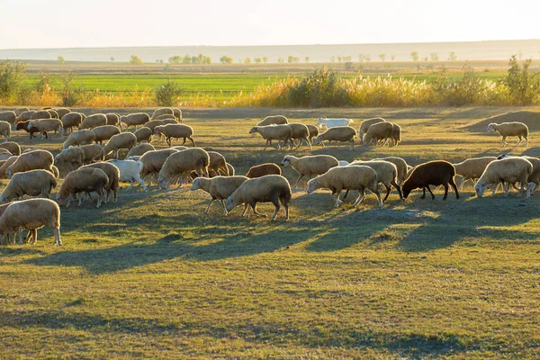 Ovejas Cabras Pastan Sobre Hierba Verde Primavera — Foto de Stock