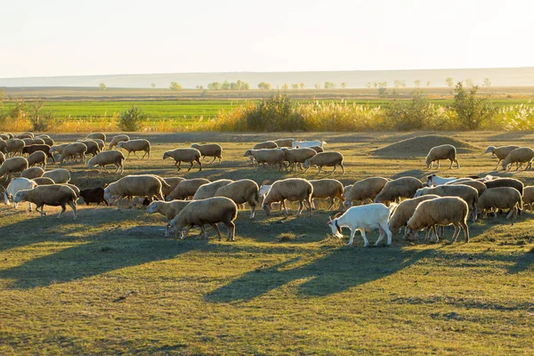 Ovejas Cabras Pastan Sobre Hierba Verde Primavera — Foto de Stock