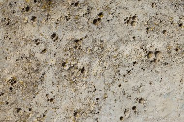 Asbest kayrak doku beton liken ve yosun kaplı