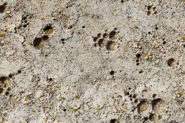 Asbest kayrak doku beton liken ve yosun kaplı