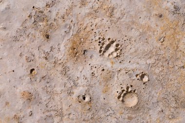 Asbest kayrak doku beton liken ve yosun kaplı