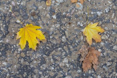 Asbest kayrak doku beton kaplı liken ve moss, sanayi malzeme doğal çimento ile