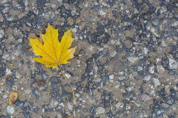 Asbest kayrak doku beton kaplı liken ve moss, sanayi malzeme doğal çimento ile