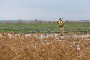 Alman bir drathaar ve spanyel ile avcılar, yansıtıcı yelek giymiş köpeklerle güvercin avlıyorlar.